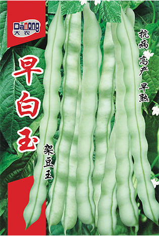 早白玉架豆王